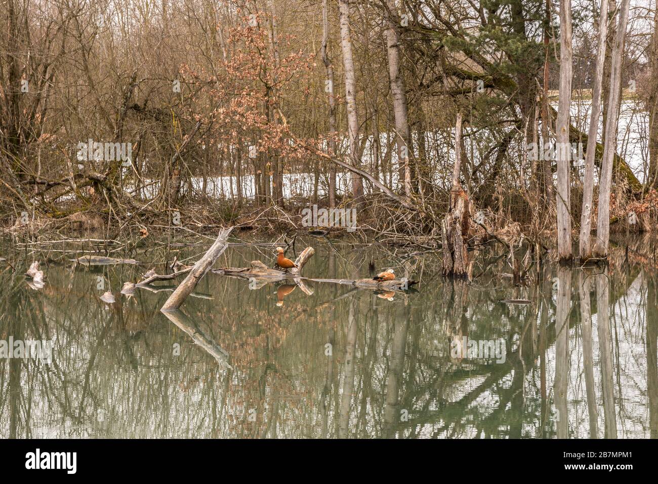 Piccola palude con acqua stagnante e alberi rotti Foto Stock