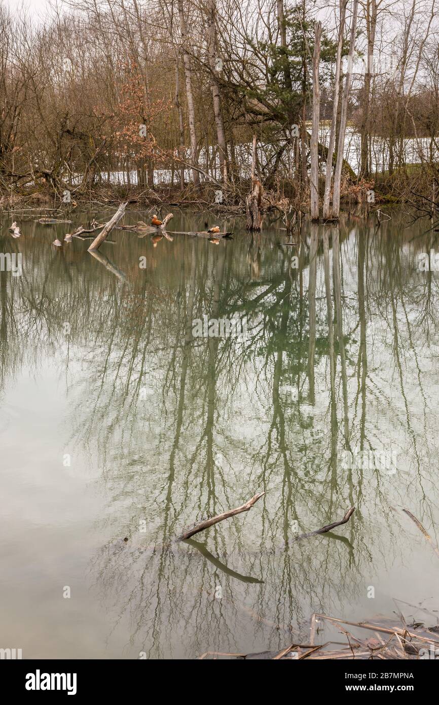 Piccola palude con acqua stagnante e alberi rotti Foto Stock