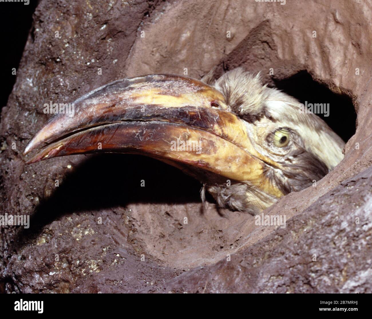 Femmina Grande Hornbill indiano (Baderos bicornis) nel nido Foto Stock