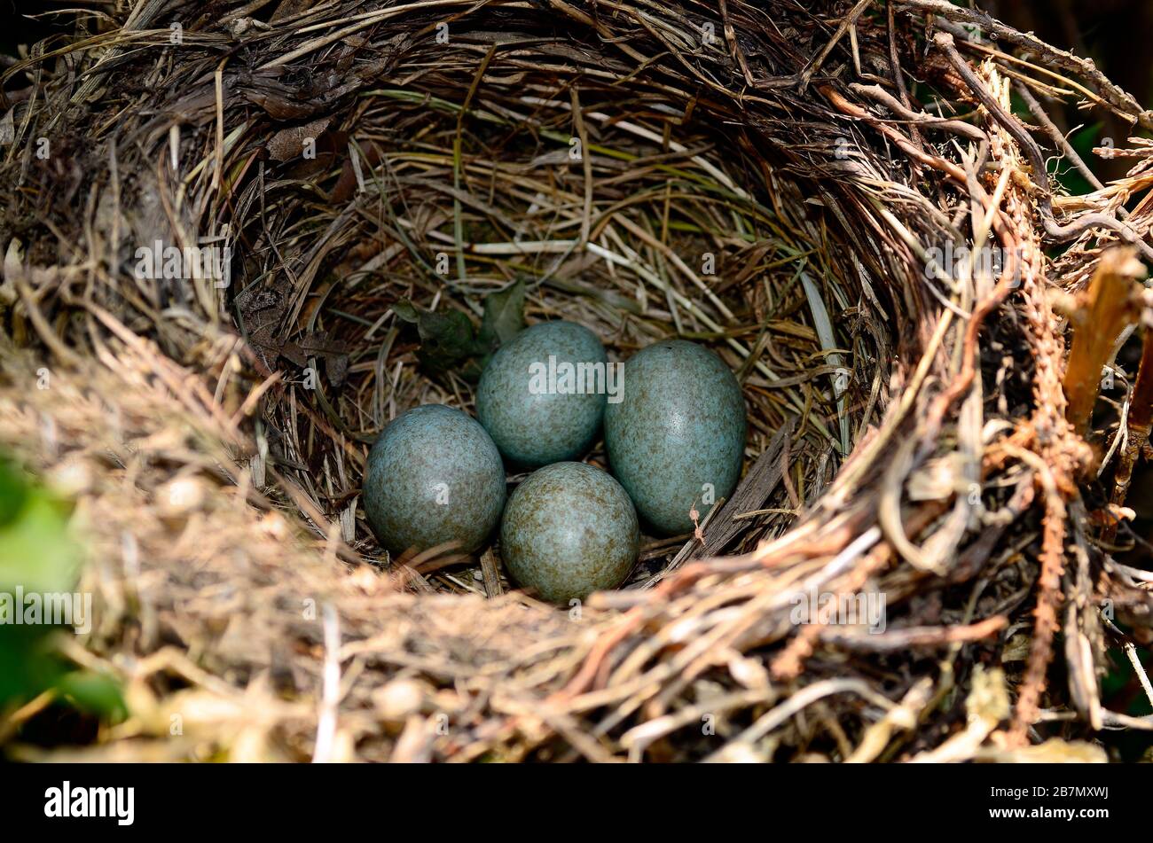 Zoologia, uova nel nido degli uccelli neri Foto Stock