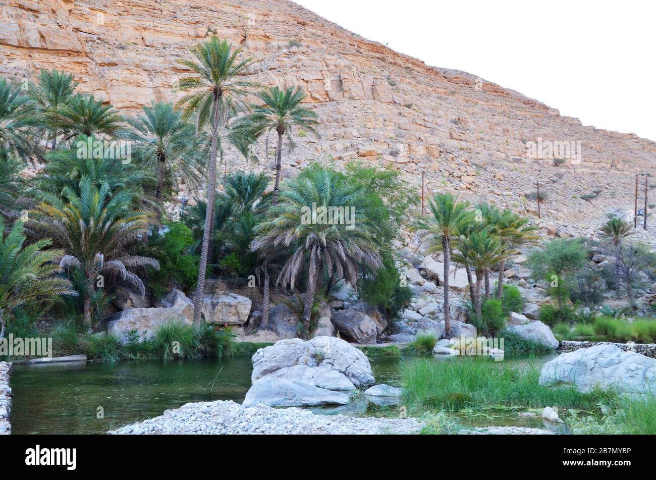 Oasi a Wadi Bani Khalid Oman Foto Stock