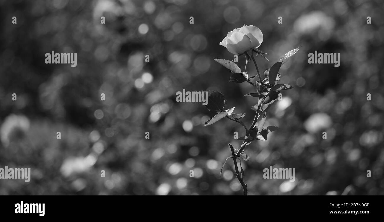 Rosa isolata al centro del giardino, effetto bianco e nero Foto Stock