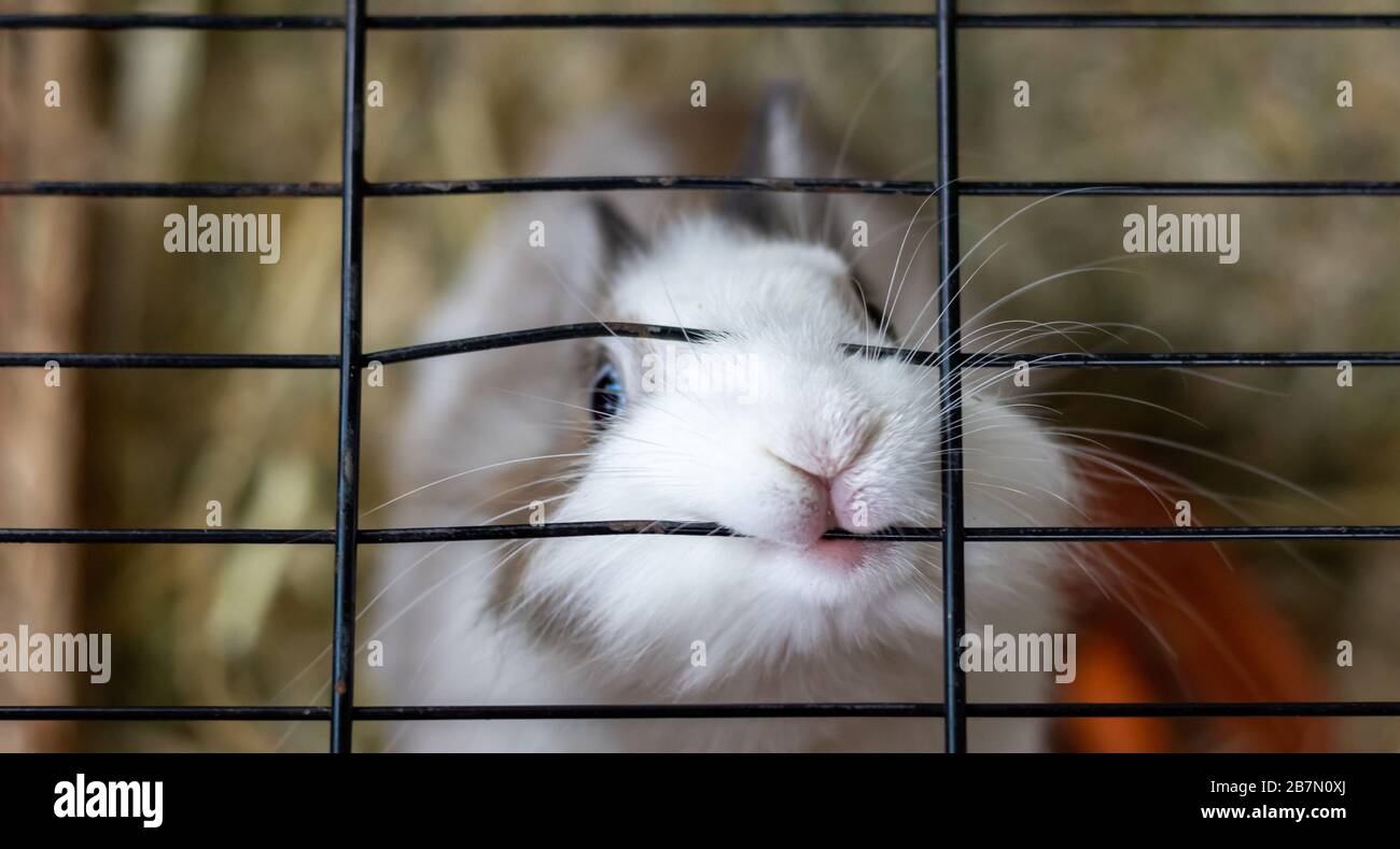 Coniglio bianco e marrone in un ricovero animale è all'interno del hutch sta morendo la gabbia. Lo sfondo è una paglia marrone sfocata Foto Stock