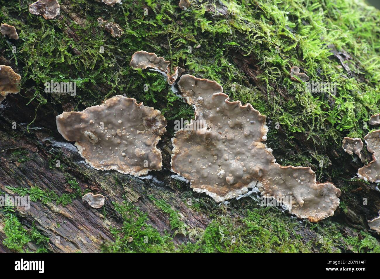 Stereum rugosum, conosciuto come crosta di foglia larga di spurgo, fungo di crosta dalla Finlandia Foto Stock