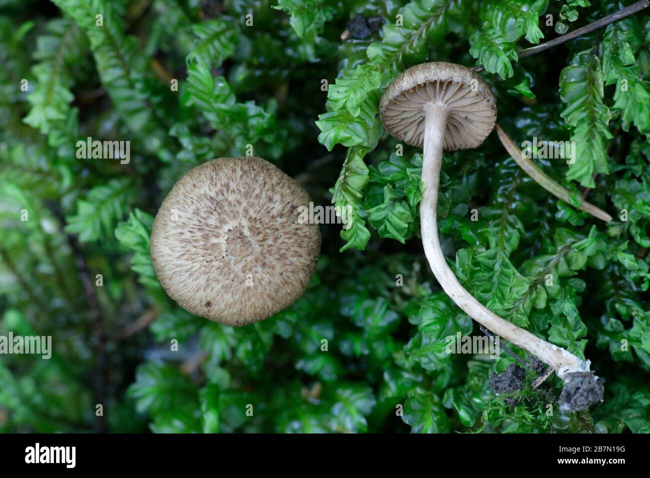 Inocybe cincinnata, comunemente conosciuta come la capsula di fibercap, fungo selvatico dalla Finlandia Foto Stock