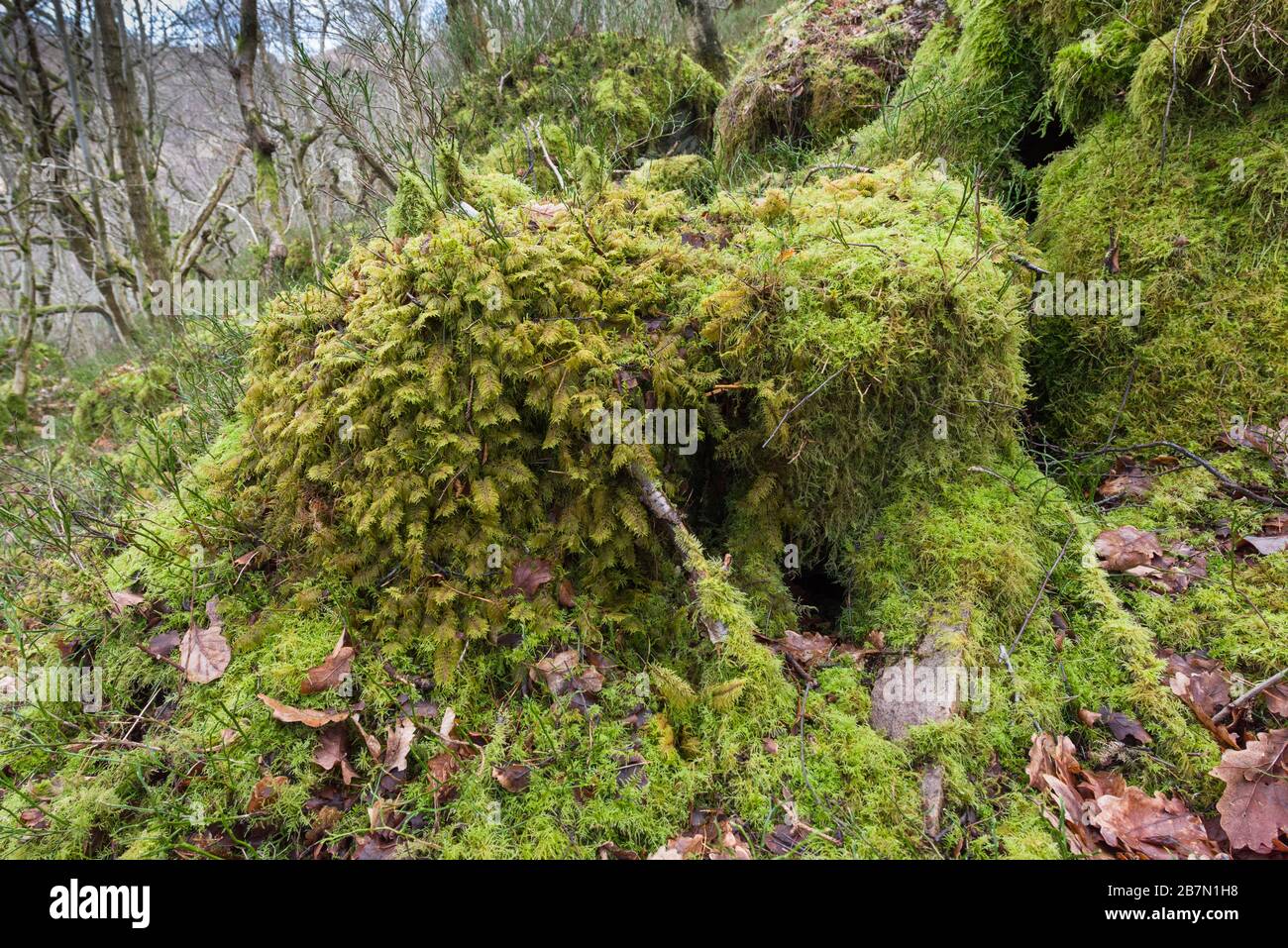 Mountain Fern Moss (Hylocomium splendens) e Tamarisk-Moss comune (Thuidium tamariscinum) che copre i ceppi di albero marcio, Peak District National Park, Foto Stock