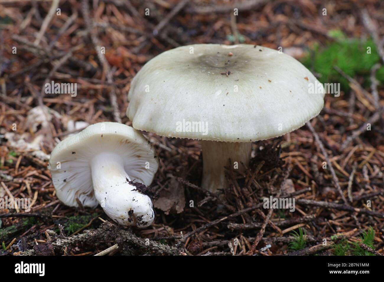 Russula aeruginea, conosciuta come la Russula verde erba, la Russula verde appiccicosa, o il brittlegill verde, funghi selvatici dalla Finlandia Foto Stock