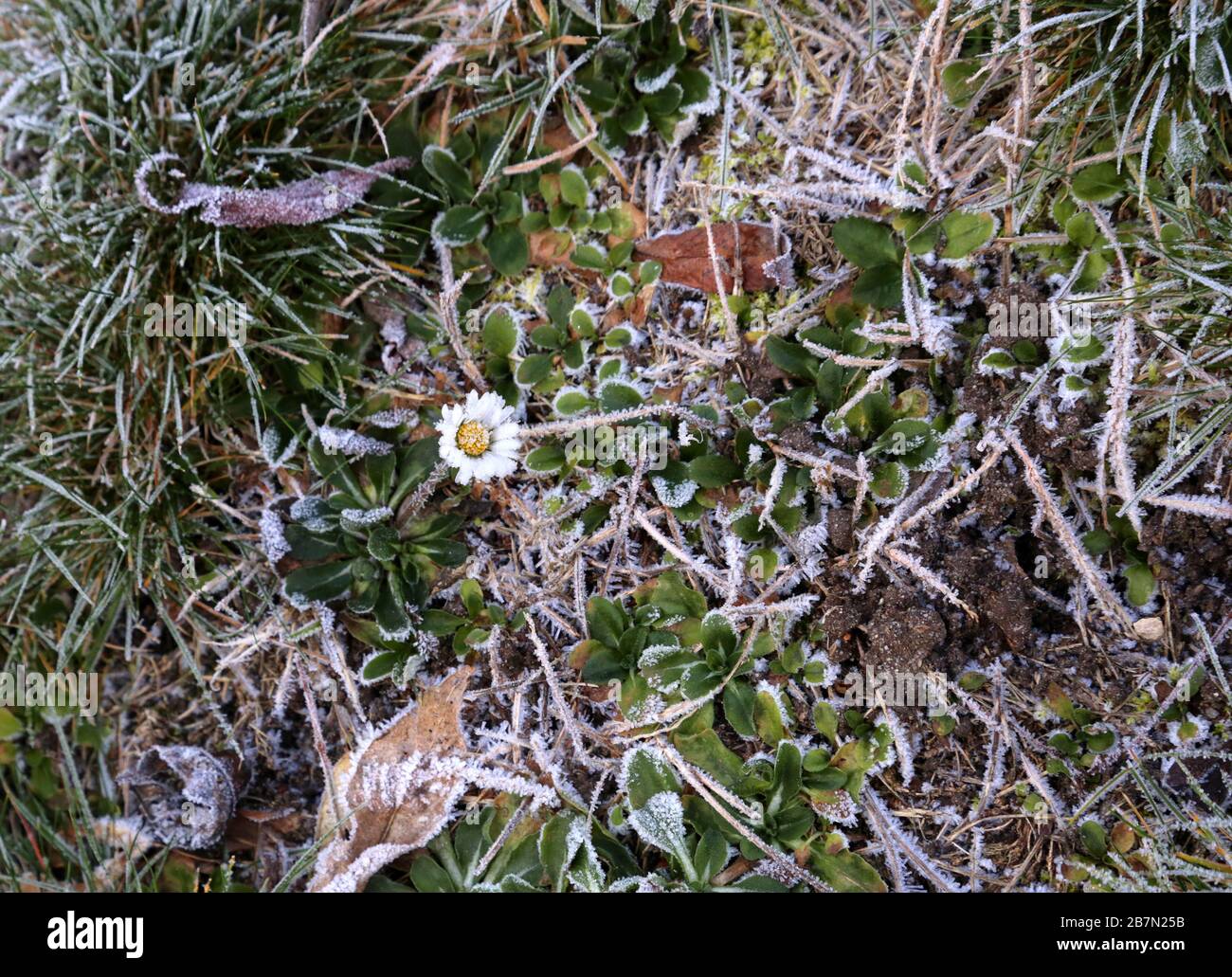 Gelo sull'erba. Fiore di camomilla bianco (camomilla di Matricaria) smerigliato. Foto Stock