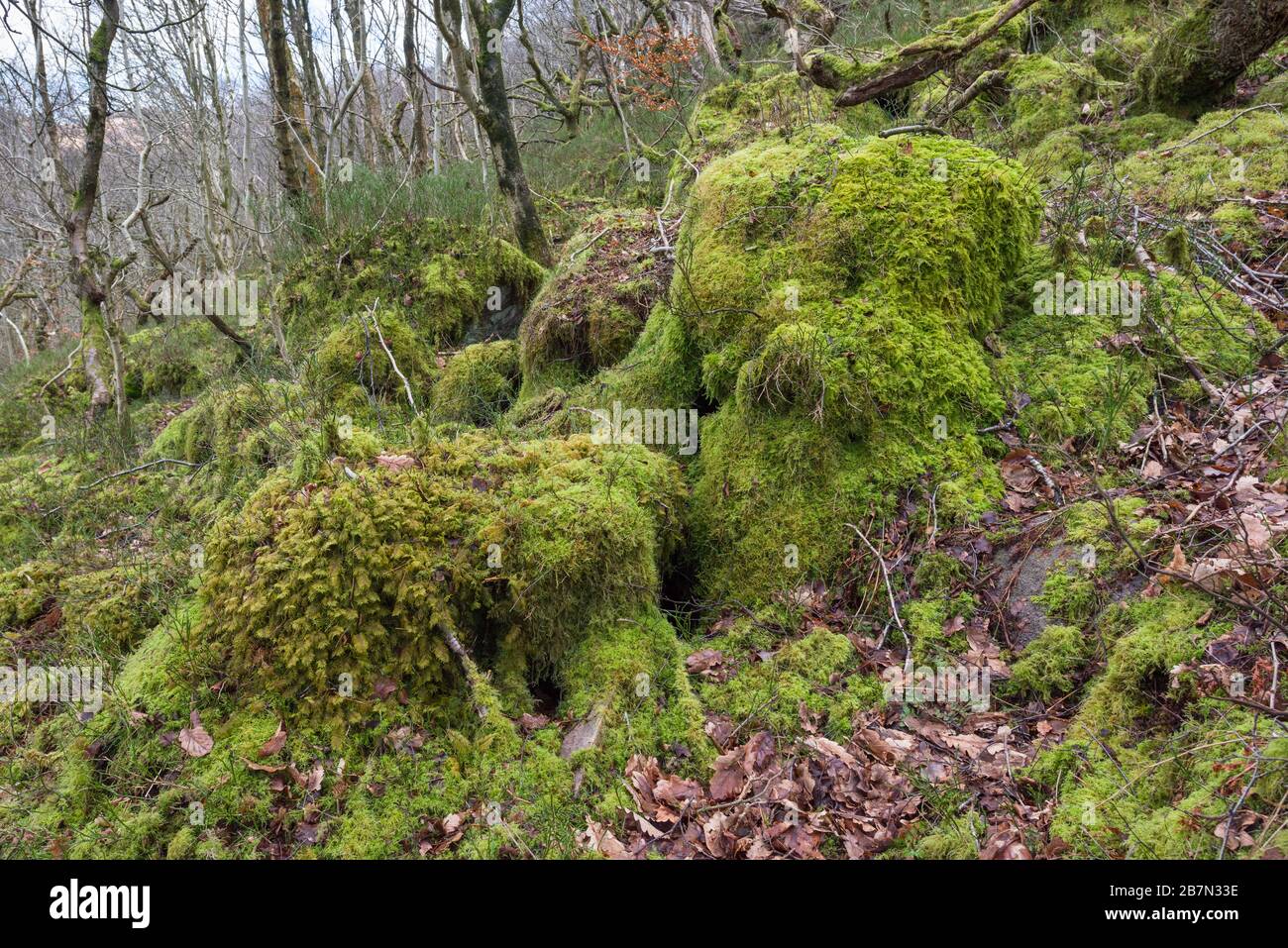 Mountain Fern Moss (Hylocomium splendens) e Tamarisk-Moss comune (Thuidium tamariscinum) che copre i ceppi di albero marcio, Peak District National Park, Foto Stock