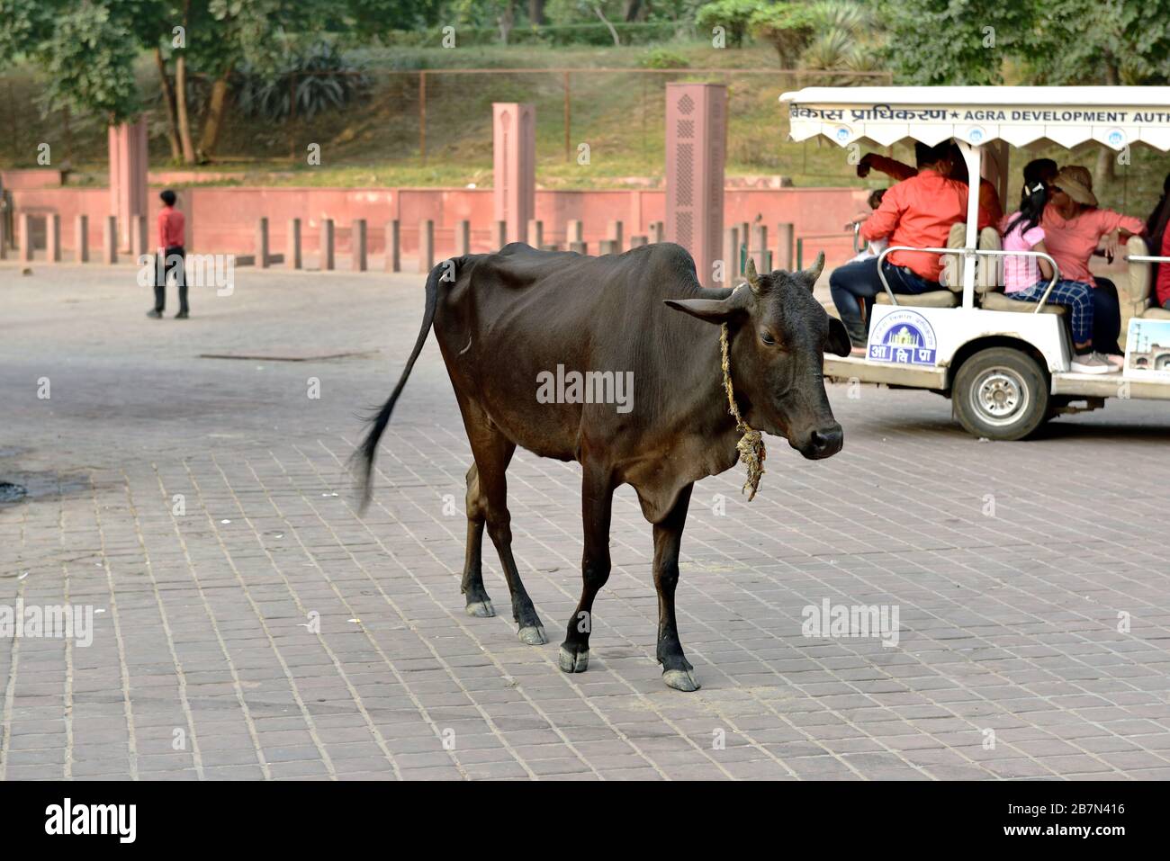 Taj Mahal, Agra, India - 7 novembre 2019: Vacca sacra nel mezzo della strada per il Taj Mahal Foto Stock