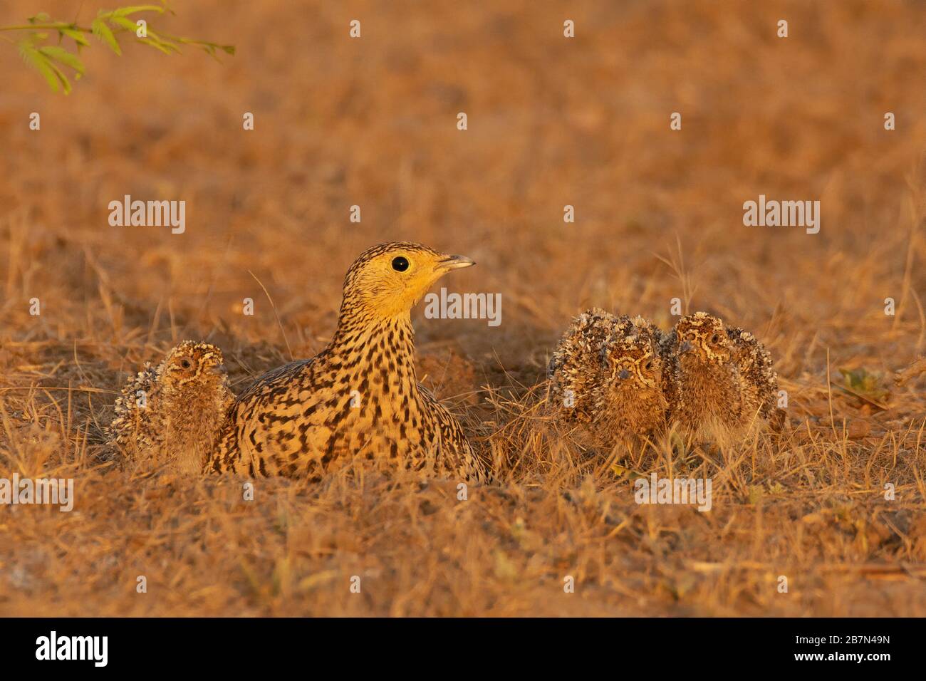 Sandgrouse femminile in castagna (Pterocles exustus) con pulcini a Jamnagar, Gujarat, India Foto Stock