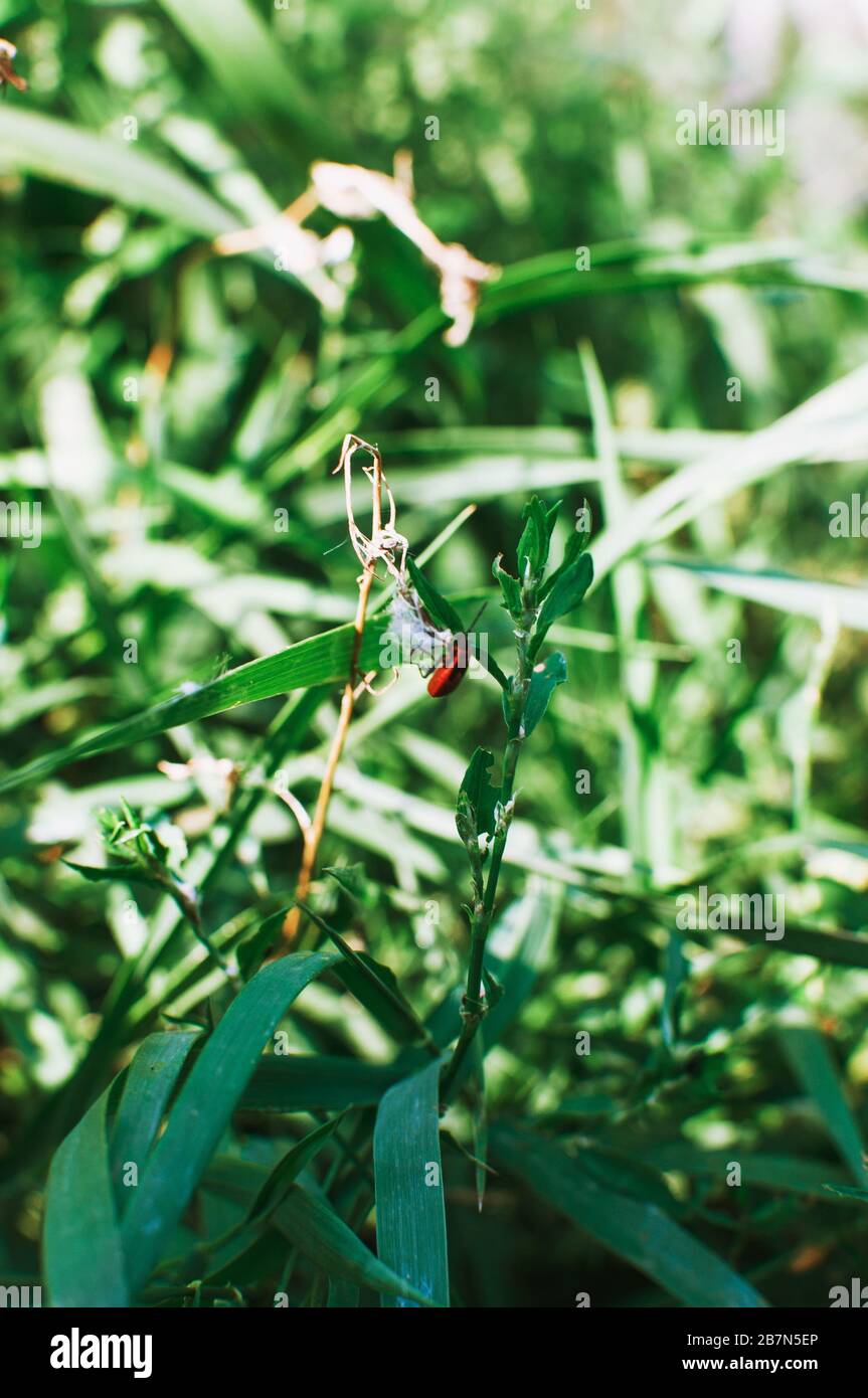 Un soldato bug sull'erba in un campo con raggi solari, un coleottero rosso-nero, modalità super macro. Foto Stock