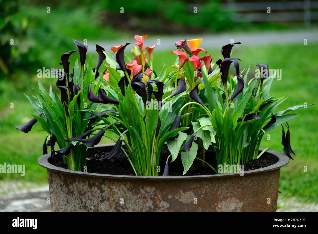 Zantedeschia aethiopica,giglio di calla,giglio di arum,arancio,nero,fiori,mix,misto,vaso,contenitore,vasca di metallo,pentole,contenitore giardinaggio,perenne,giardino cottage, Foto Stock