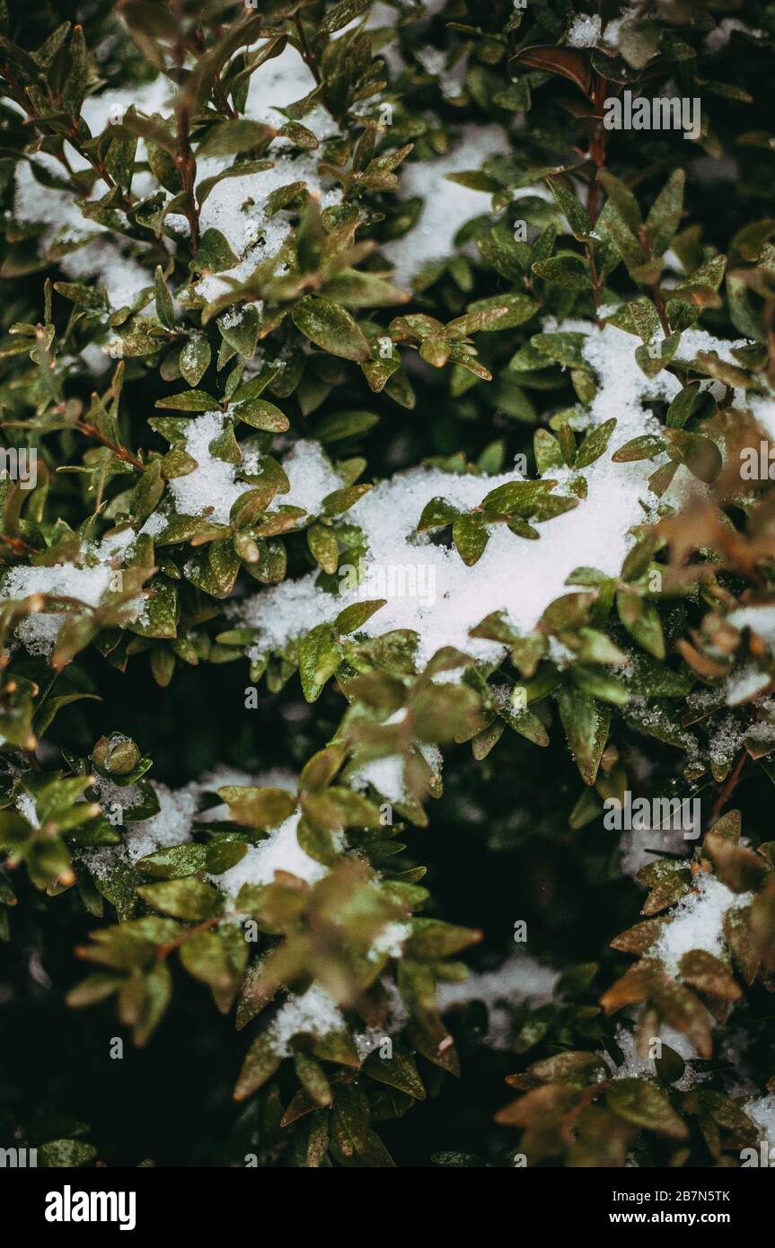 Ciuffi di legno di bosso nella neve nel giardino. I cespugli decorativi sono ricoperti di neve bianca e soffice. Foto Stock