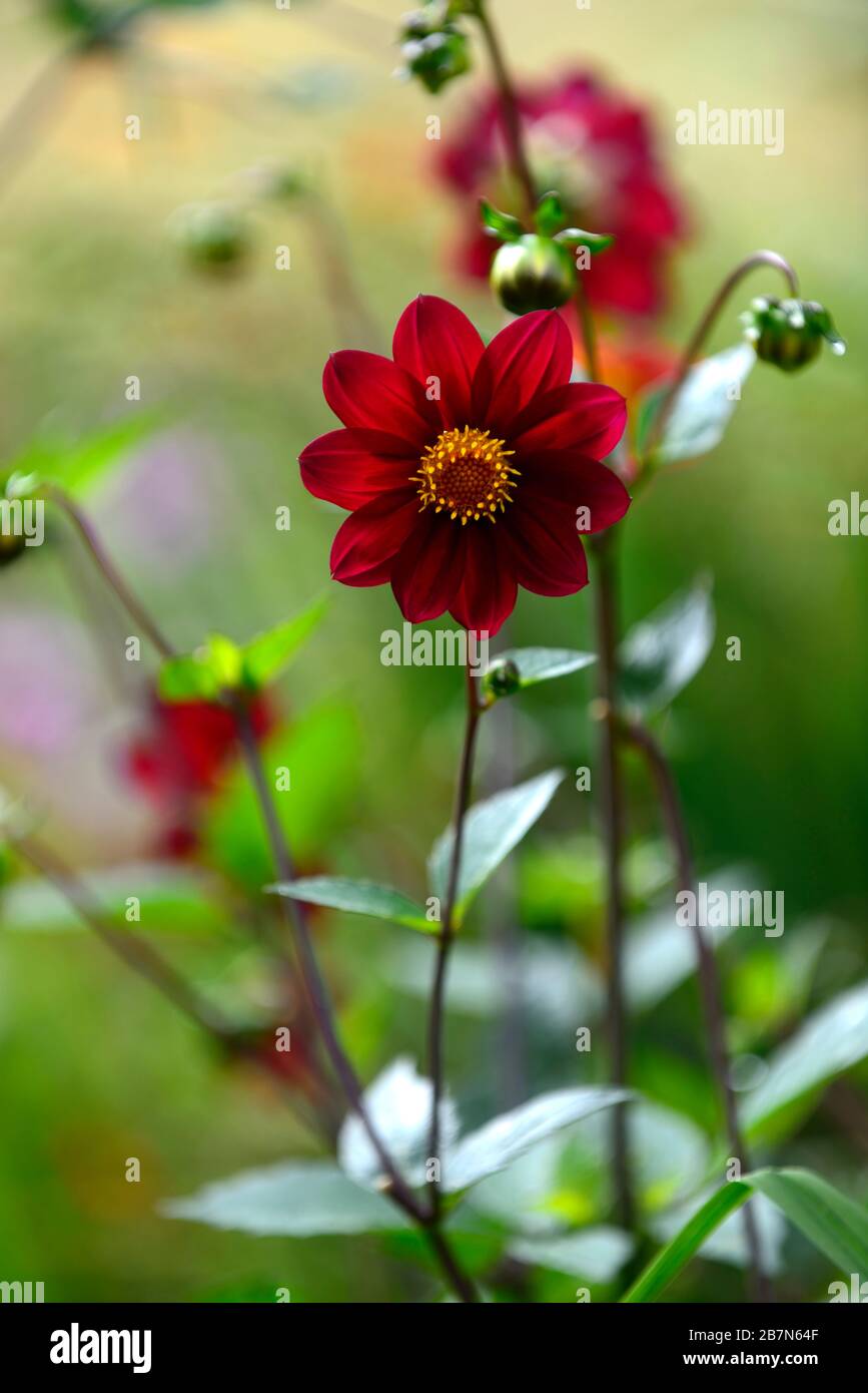 dahlia,dahlias peony,seedling,fiori rossi scuri,fioritura,fiore,Bee friendly,faunistica amichevole,nettare ricco,RM floreale Foto Stock