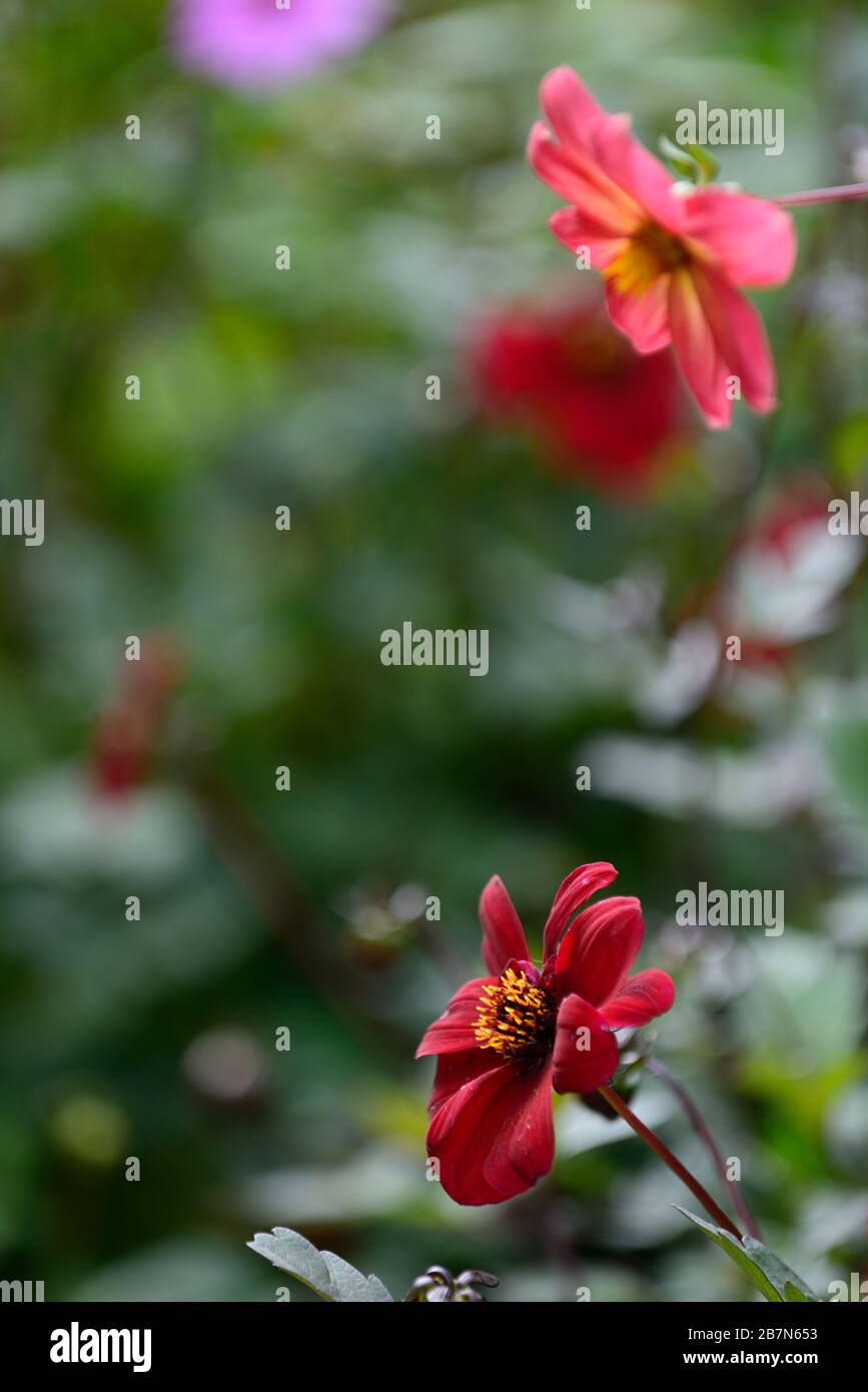 dahlia,dahlias peony,seedling,fiori rossi scuri,fioritura,fiore,Bee friendly,faunistica amichevole,nettare ricco,RM floreale Foto Stock