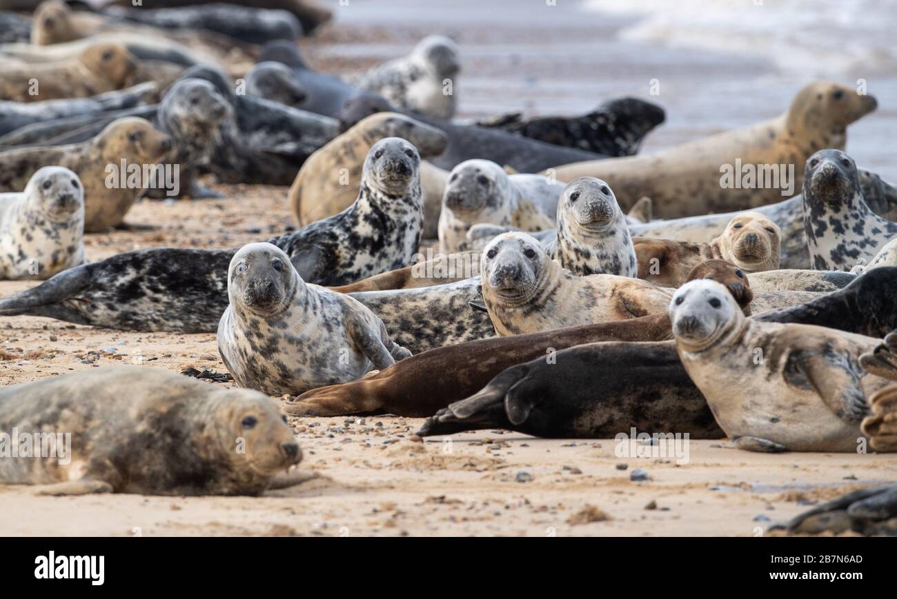 Circa 2,500 foche grigie dell'Atlantico sulla spiaggia di Horsey a Norfiolk, dove si riuniscono ogni anno per mutare la loro pelliccia consumata e sviluppare nuovi cappotti sleeker. Foto Stock