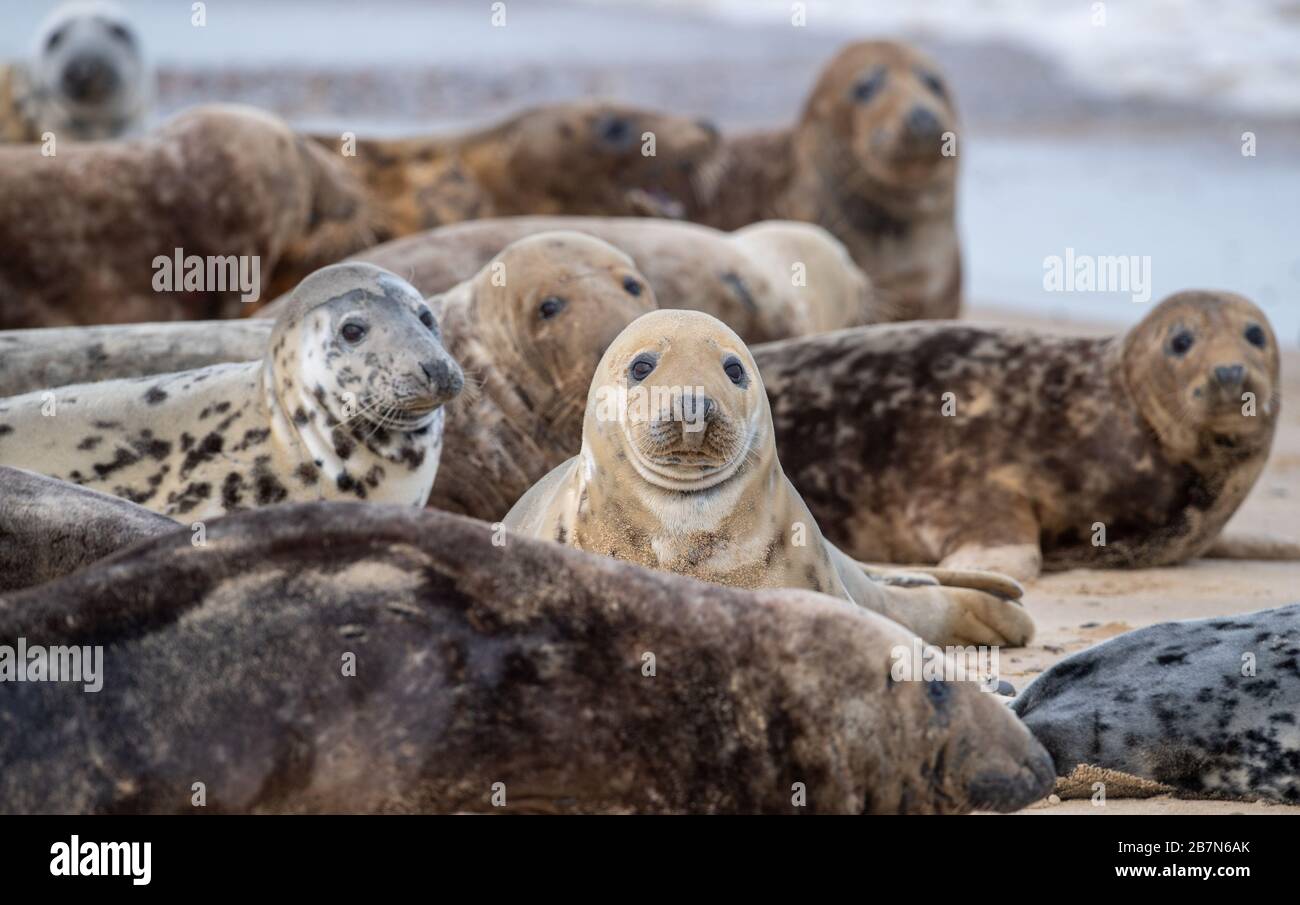 Circa 2,500 foche grigie dell'Atlantico sulla spiaggia di Horsey a Norfiolk, dove si riuniscono ogni anno per mutare la loro pelliccia consumata e sviluppare nuovi cappotti sleeker. Foto Stock