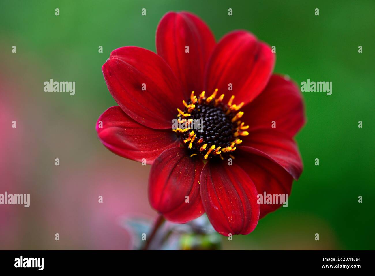 dahlia,dahlias peony,seedling,fiori rossi scuri,fioritura,fiore,Bee friendly,faunistica amichevole,nettare ricco,RM floreale Foto Stock