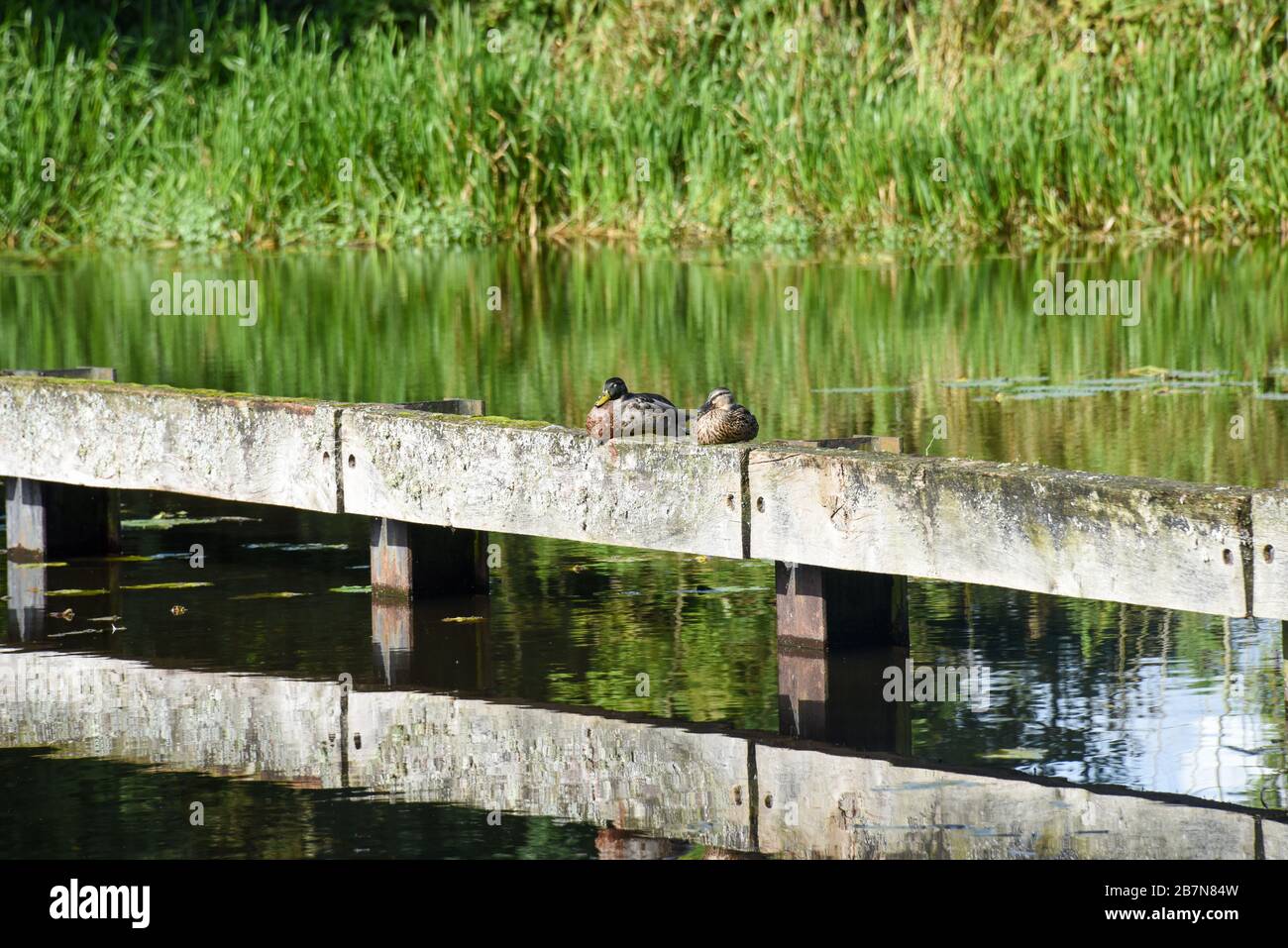 Due anatre di mallardo [Anas platyrhynchos] riposano al sole su una barriera di legno lungo il bordo del canale di Montgomery in Shropshire. Foto Stock