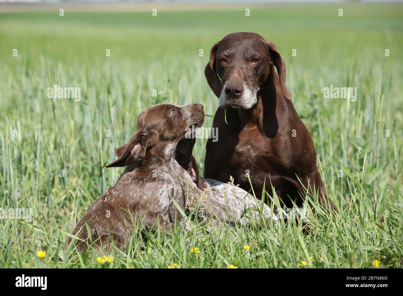 Bel puntatore tedesco Shortphaired con cuccioli in natura Foto Stock