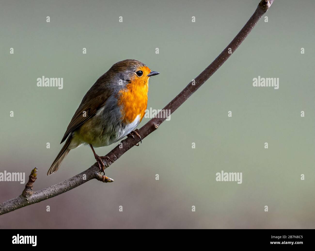 Il maschio europeo Robin (Erithacus rubecula) arroccato su un ramoscello Foto Stock