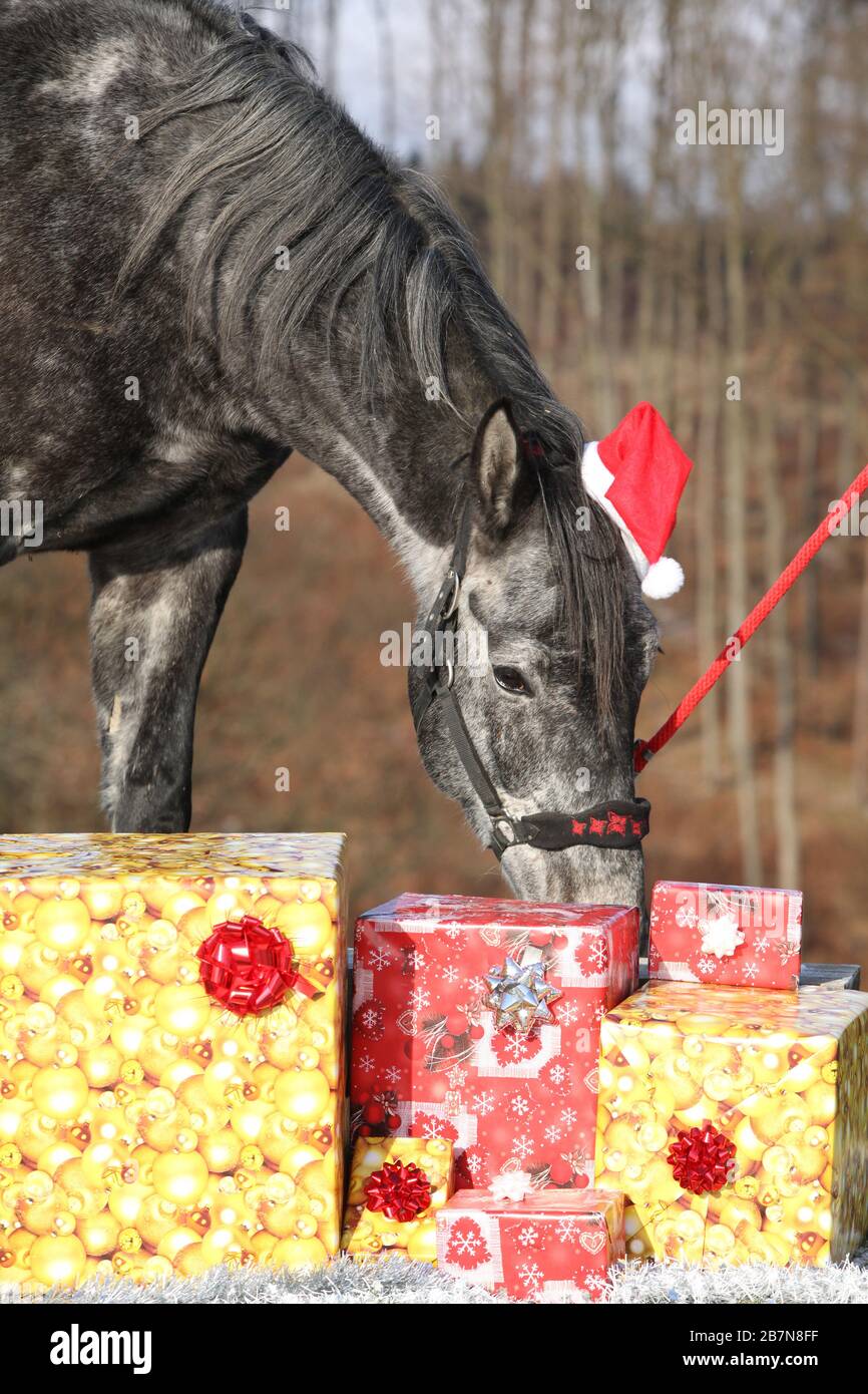 Incredibile cavallo grigio con cappello di natale e regali all'aperto Foto Stock