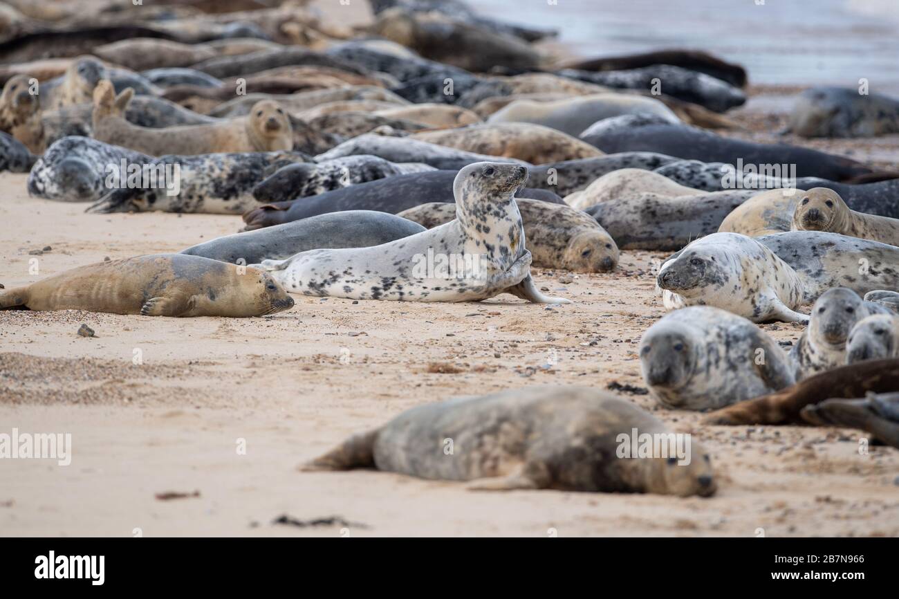 Alcune delle 2,500 foche grigie atlantiche stimate a Horsey Beach a Norfiolk, dove si riuniscono ogni anno per ammutare la loro pelliccia consumata e far crescere nuovi cappotti sleeker. Foto Stock