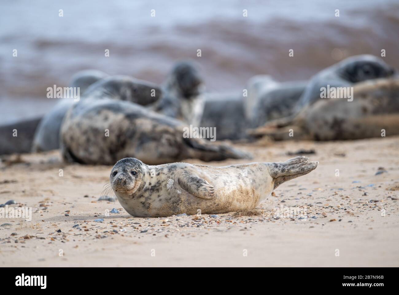 Alcune delle 2,500 foche grigie atlantiche stimate a Horsey Beach a Norfiolk, dove si riuniscono ogni anno per ammutare la loro pelliccia consumata e far crescere nuovi cappotti sleeker. Foto Stock