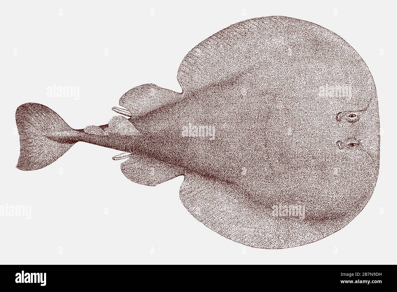 Torpedo fish immagini e fotografie stock ad alta risoluzione - Alamy