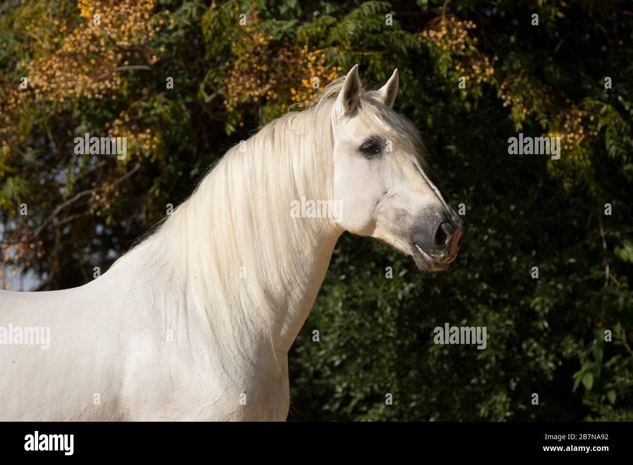 Ritratto di stallone grigio spagnolo, Andalusia, Spagna Foto Stock