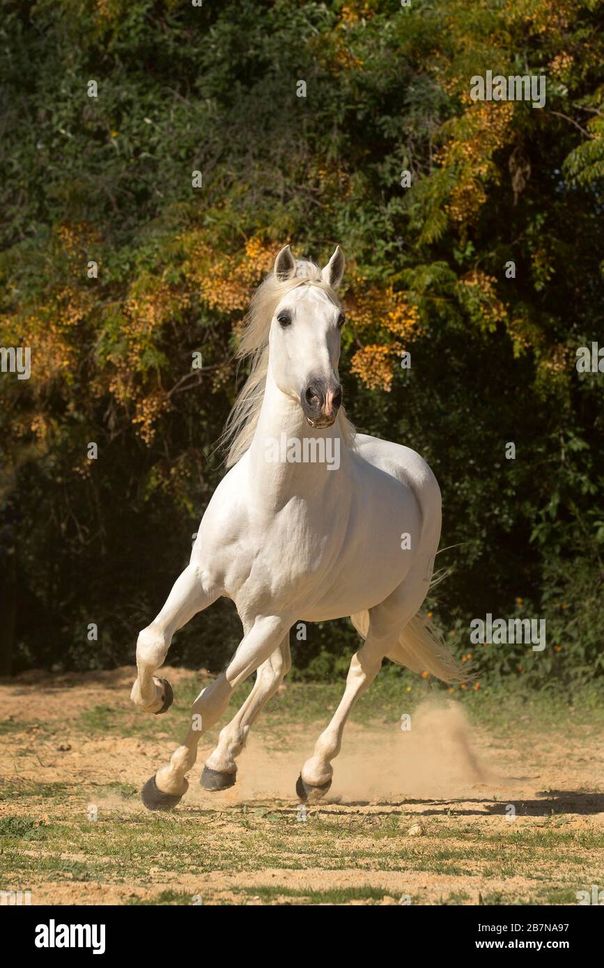 Stallone grigio spagnolo in movimento, stallone, Andalusia, Spagna Foto Stock