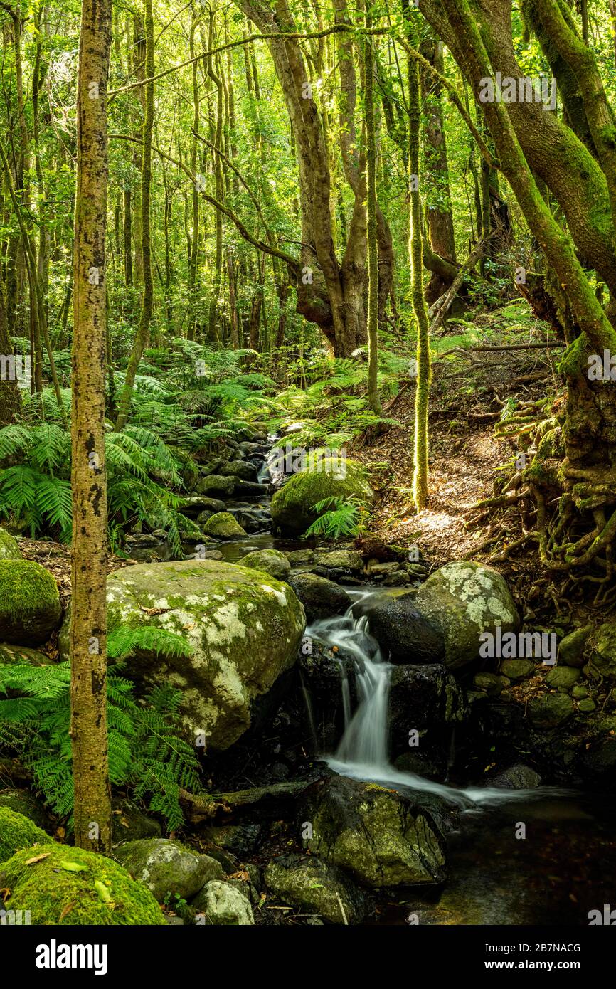 Piccolo ruscello nella foresta pluviale; formato ritratto; la Gomera; Isole Canarie; Spagna Foto Stock