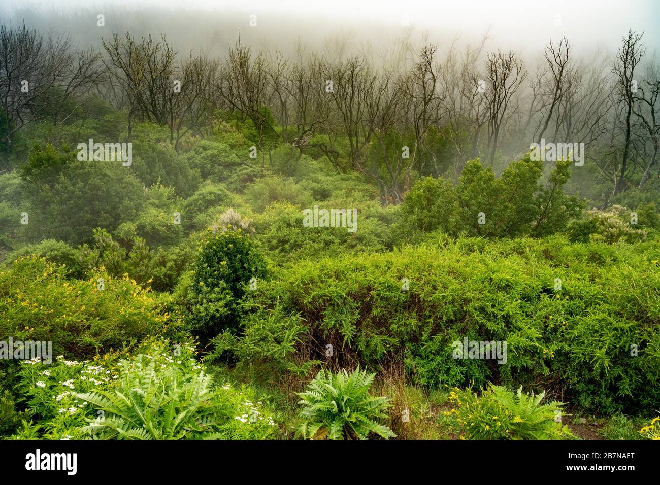 Vegetazione fitta e alberi di alloro bruciati dopo un incendio della foresta; la Gomera; Isole Canarie; Spagna Foto Stock