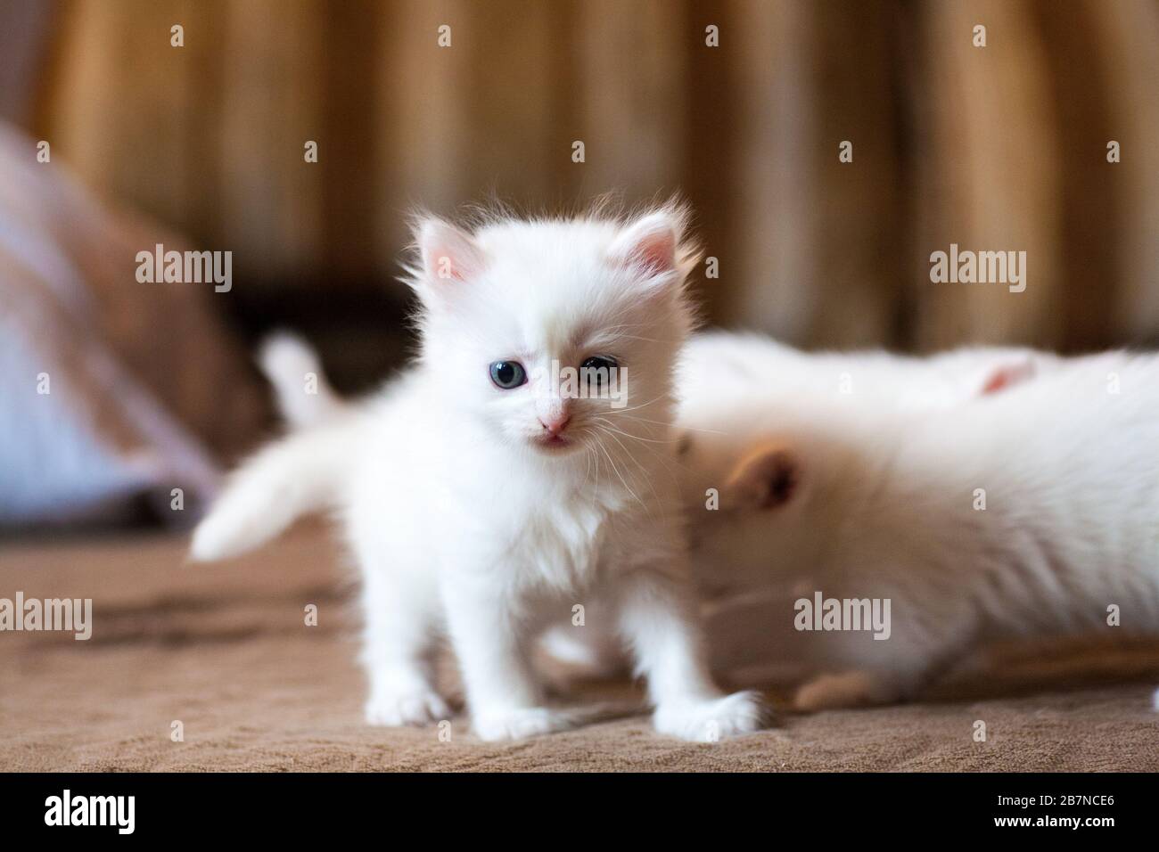 Cuccioli appena nati per la prima volta succhiare un latte di gatti con  occhi chiusi. I piccoli gattini albini sono completamente bianchi. Il gatto  ha dato alla luce dei gattini e dorme