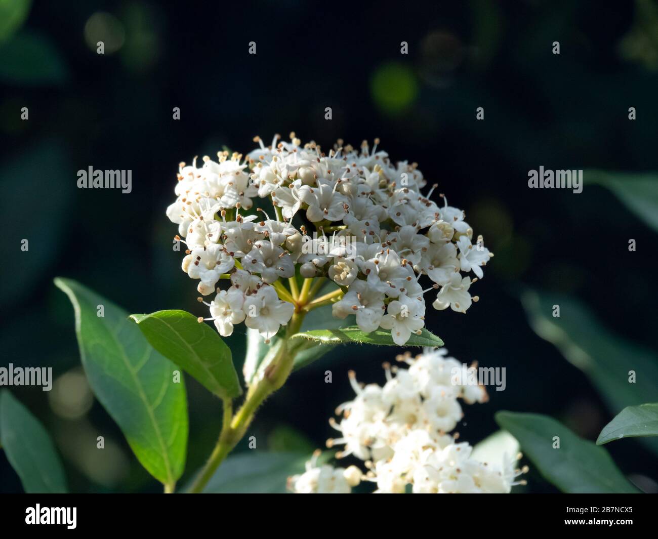 Primo piano di fiori bianchi e foglie verdi su un cespuglio di Viburnum in primavera Foto Stock