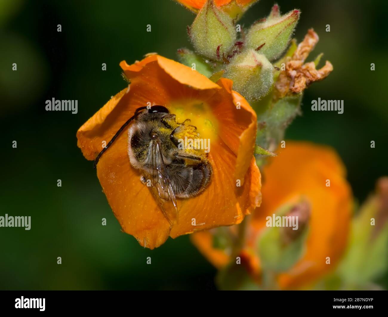 Una foto macro di un'ape selvaggia nativa dell'Arizona che sembra dormire all'interno di un fiore di fiori. Foto Stock