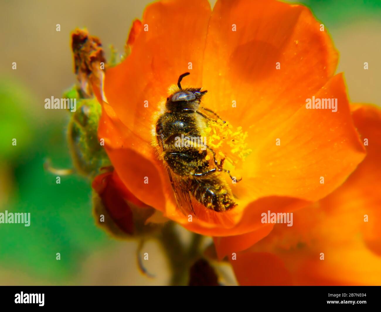 Una foto macro di un'ape selvaggia nativa dell'Arizona che sembra dormire all'interno di un fiore di fiori. Foto Stock