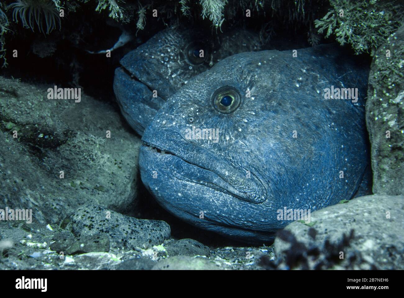 Atlantic Wolffish, maschio e femmina nella loro tana, sott'acqua nel fiume di St. Lawrence in Canada. Foto Stock