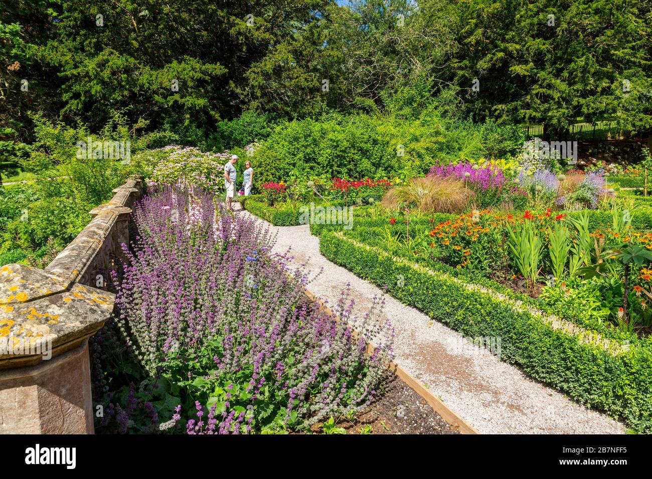 Colore Summmer nel Rose Garden a Tyntesfield House, nr Wraxall, North Somerset, Inghilterra, Regno Unito Foto Stock