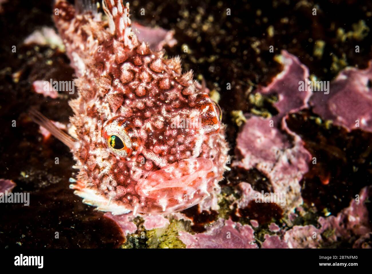 Atlantico Lumpsucker spinoso sott'acqua nel fiume San Lorenzo in Canada Foto Stock