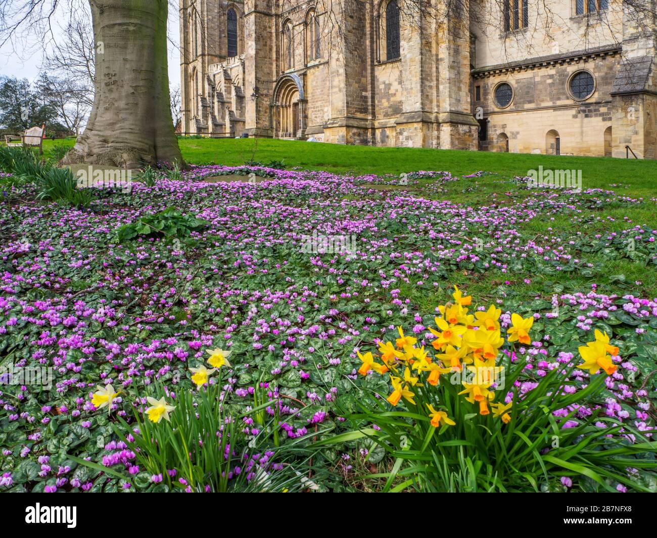 Ciclamini e narcisi in fiore sotto un albero a Ripon Cathedral in primavera Ripon North Yorkshire Inghilterra Foto Stock