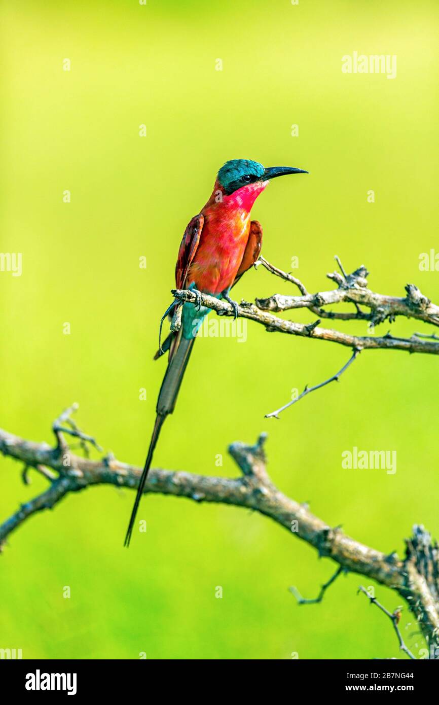 Carmine Southern Bee-eater arroccato in un albero nel Parco Nazionale Kruger Foto Stock