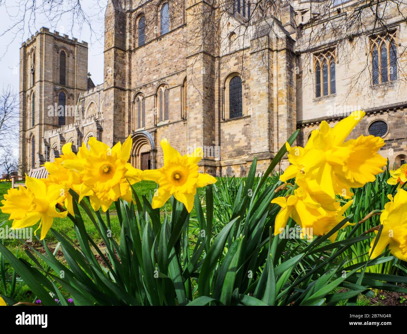 Narcisi in fiore presso la Cattedrale di Ripon in primavera Ripon North Yorkshire Inghilterra Foto Stock