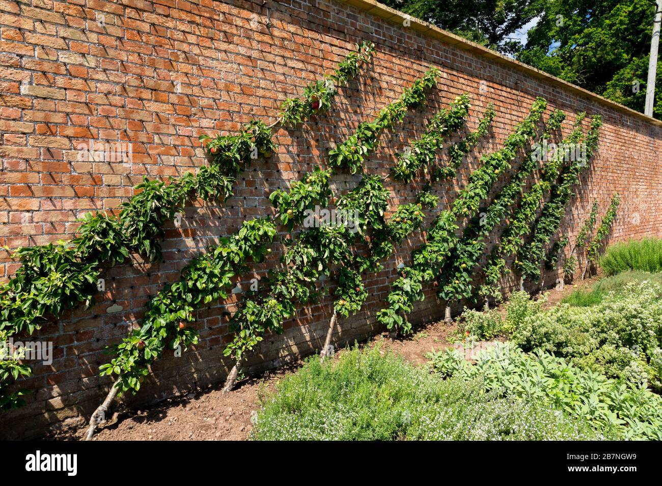 Varietà di mele di espalier coltivate contro la parete esterna del giardino murato a Tyntesfield House, nr Wraxall, North Somerset, Inghilterra Foto Stock Varietà di mele di espalier coltivate contro la parete esterna del giardino murato a Tyntesfield House, nr Wraxall, North Somerset, Inghilterra Foto Stock