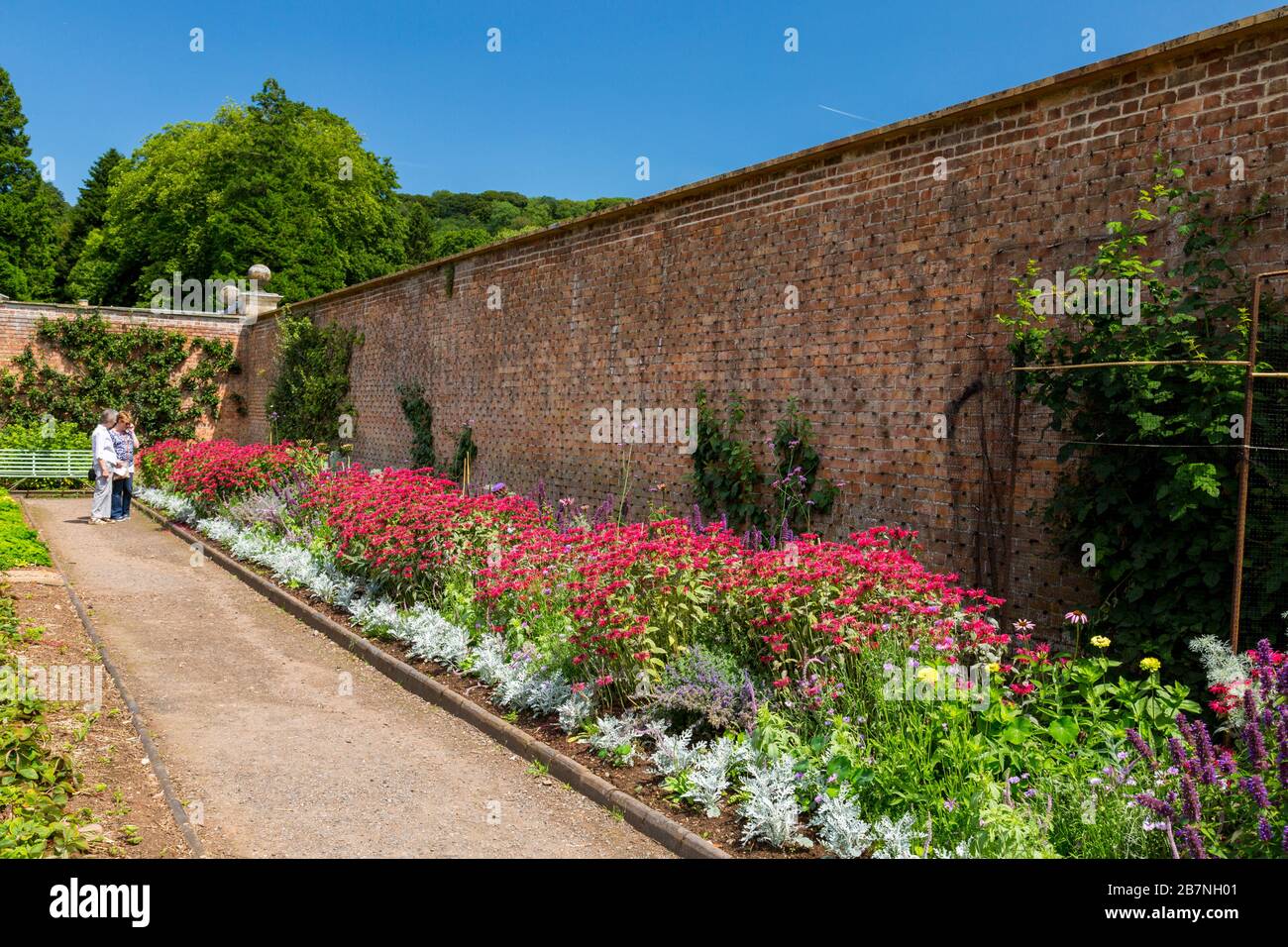 Un colorato confine erbaceo nel giardino recintato a Tyntesfield House, nr Wraxall, North Somerset, Inghilterra, Regno Unito Foto Stock