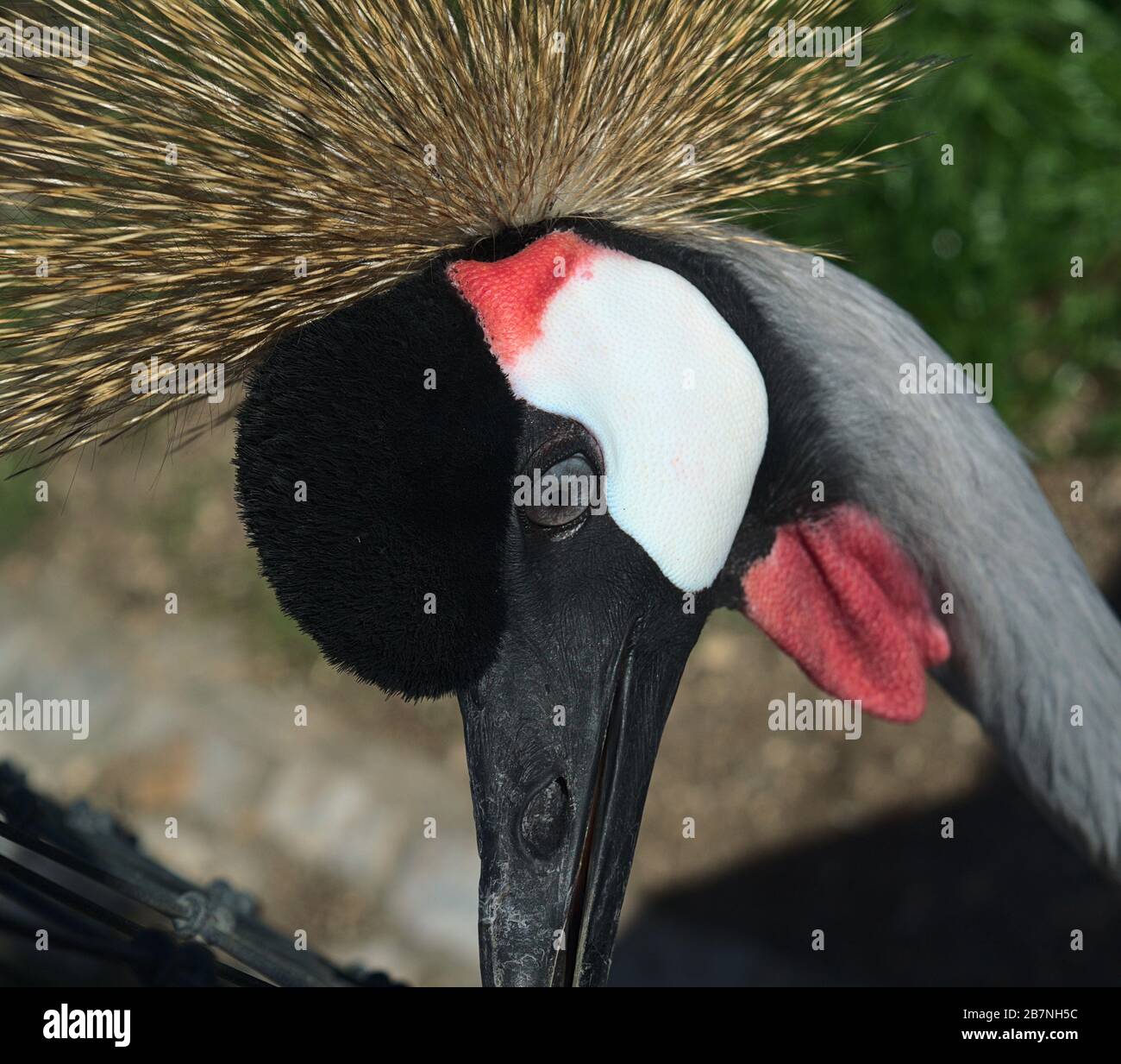 Foto ravvicinata di una Crane Gray incoronata che mostra il suo bellissimo piumaggio e corona d'oro con sfondo fuori fuoco. Foto Stock