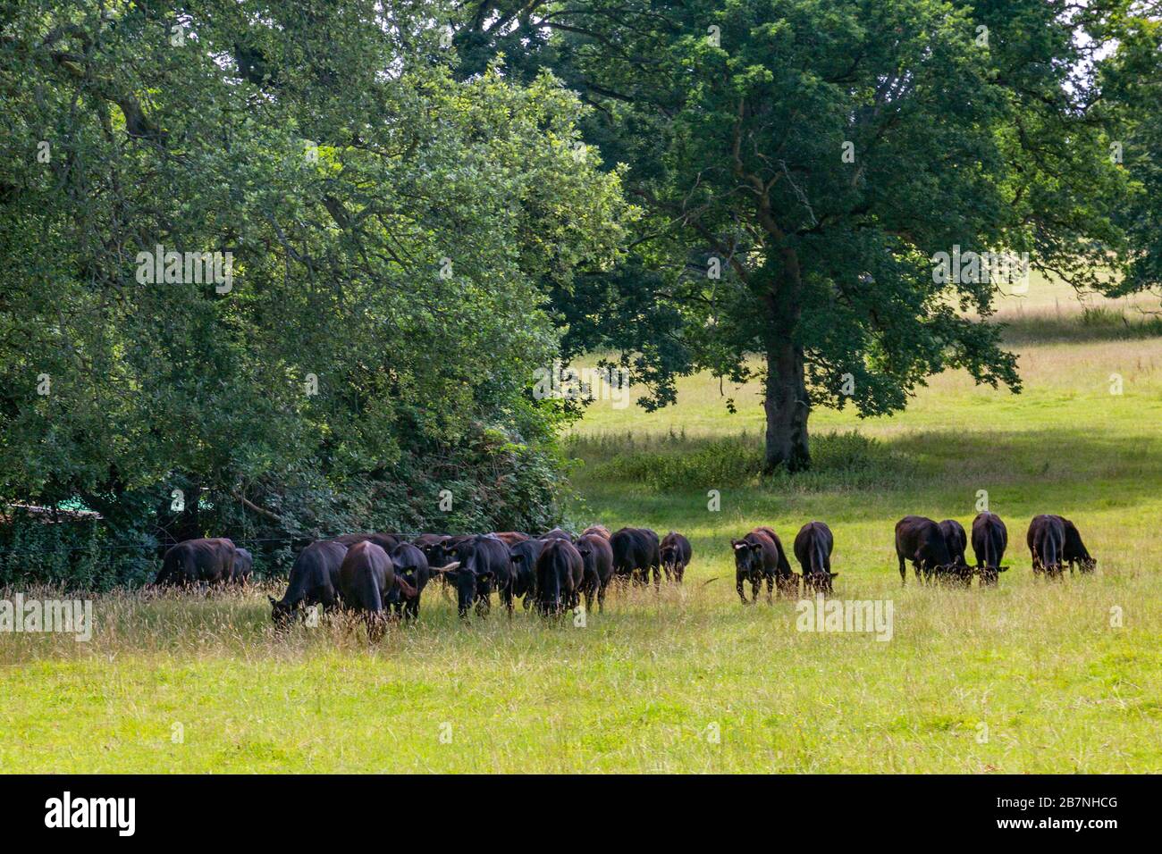 Aberdeen Angus bestiame al pascolo in un prato nella tenuta Tyntesfield, nr Wraxall, North Somerset, Inghilterra, Regno Unito Foto Stock