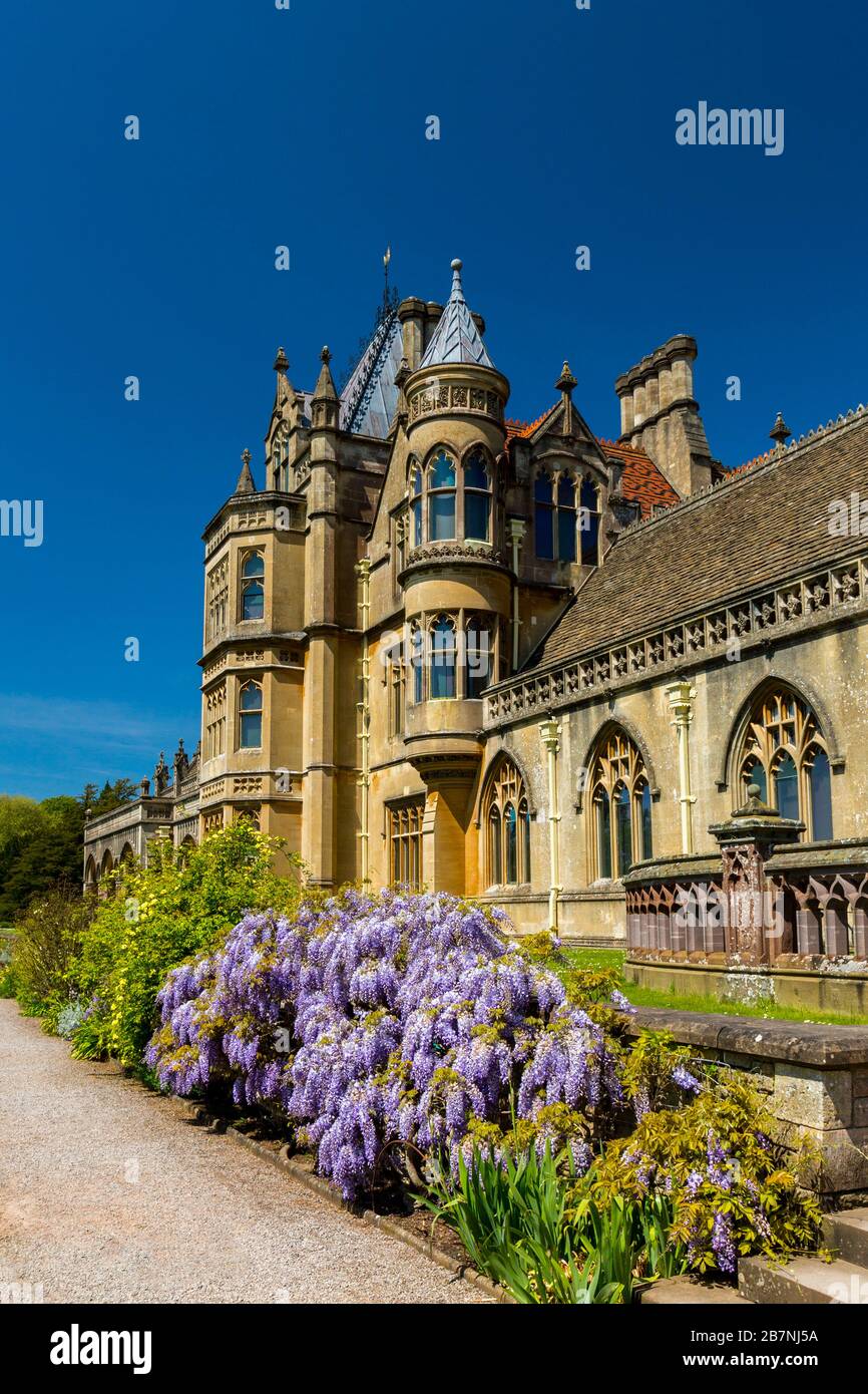 Una colorata esposizione di glicine nel giardino a Tyntesfield House, North Somerset, Inghilterra, Regno Unito Foto Stock