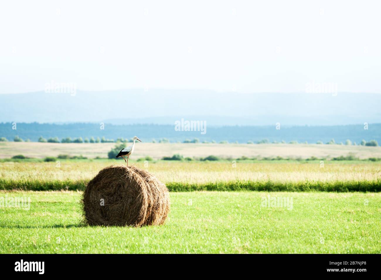 Stork su balla di fieno asciutta su prato verde. Natura e fotografia animale Foto Stock